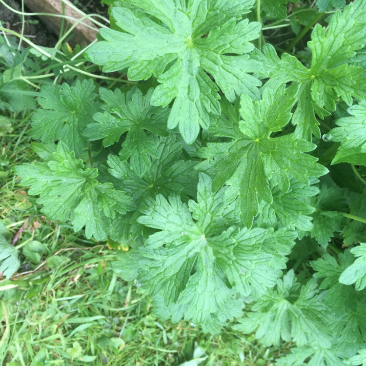 Plant image Geranium psilostemon 'Catherine Deneuve'