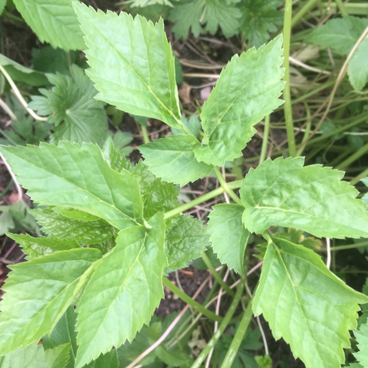 Plant image Aegopodium podagraria 'variegata'