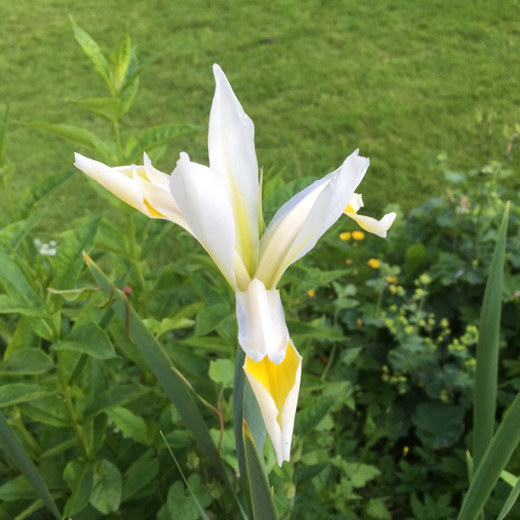 Plant image Iris 'Laevigata'Hybrid