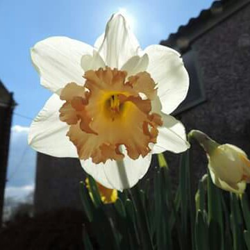 Daffodil 'Pink Smiles' (Large-cupped)