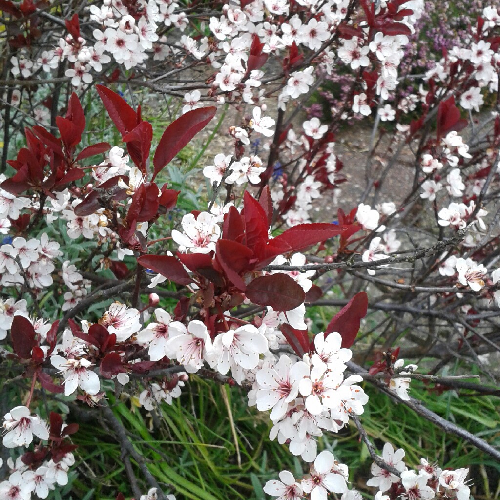 Purple leaf sandcherry