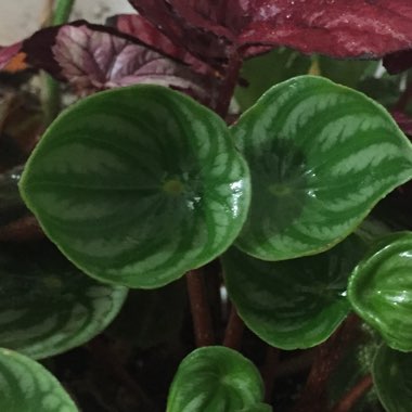 Watermelon Peperomia