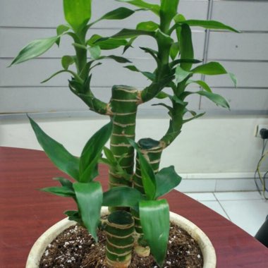 Lucky Bamboo