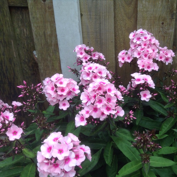 Plant image Phlox paniculata 'Utopia'