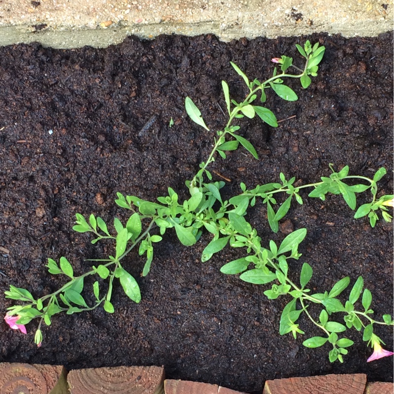 Plant image Petunia 'Calibrachoa'