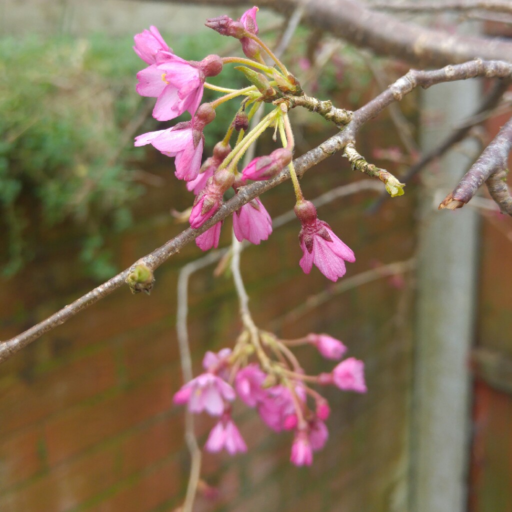 Japanese Flowering Cherry Tree