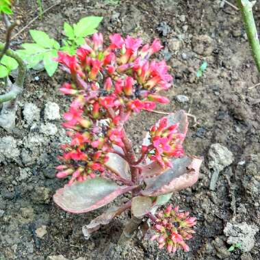 Kalanchoe 'Pink Edge'