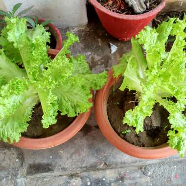 Lettuce 'Mottistone'