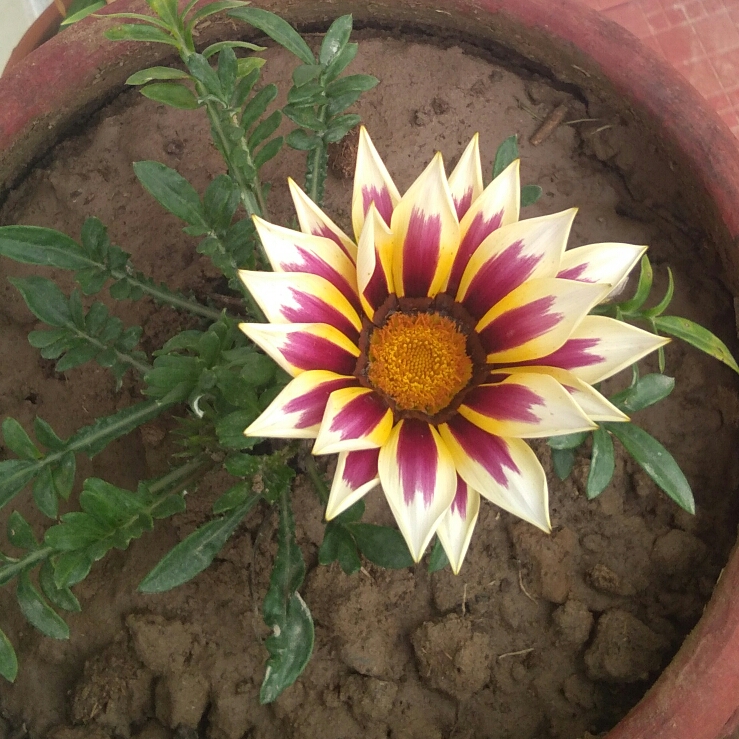 Plant image Gazania 'Sunbathers Tikal'