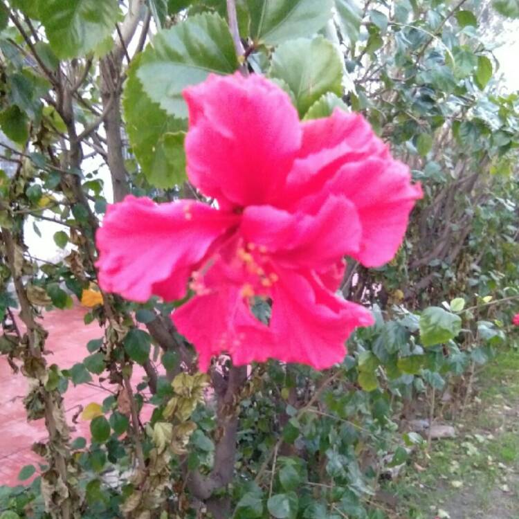 Plant image Hibiscus rosa-sinensis 'Sabrina'