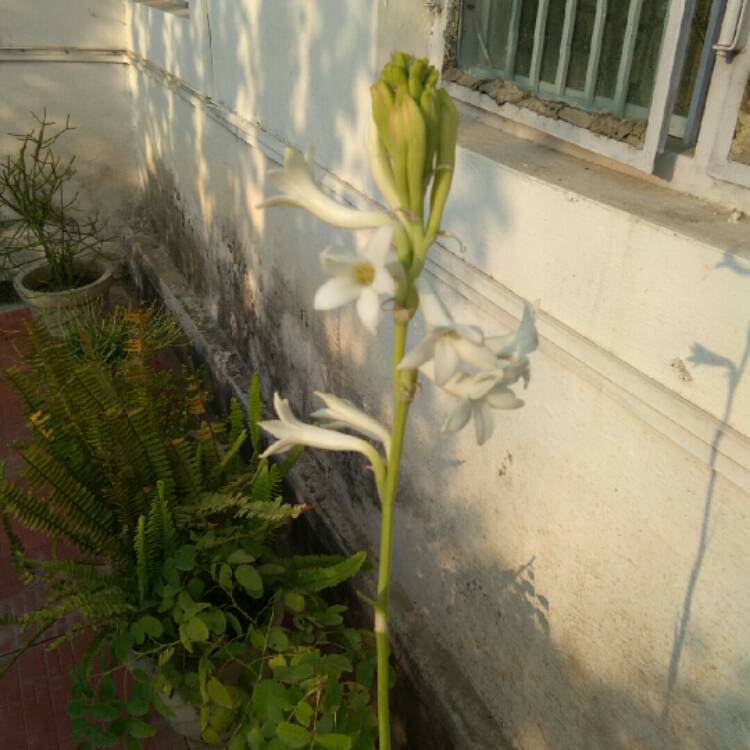 Plant image Polianthes tuberosa