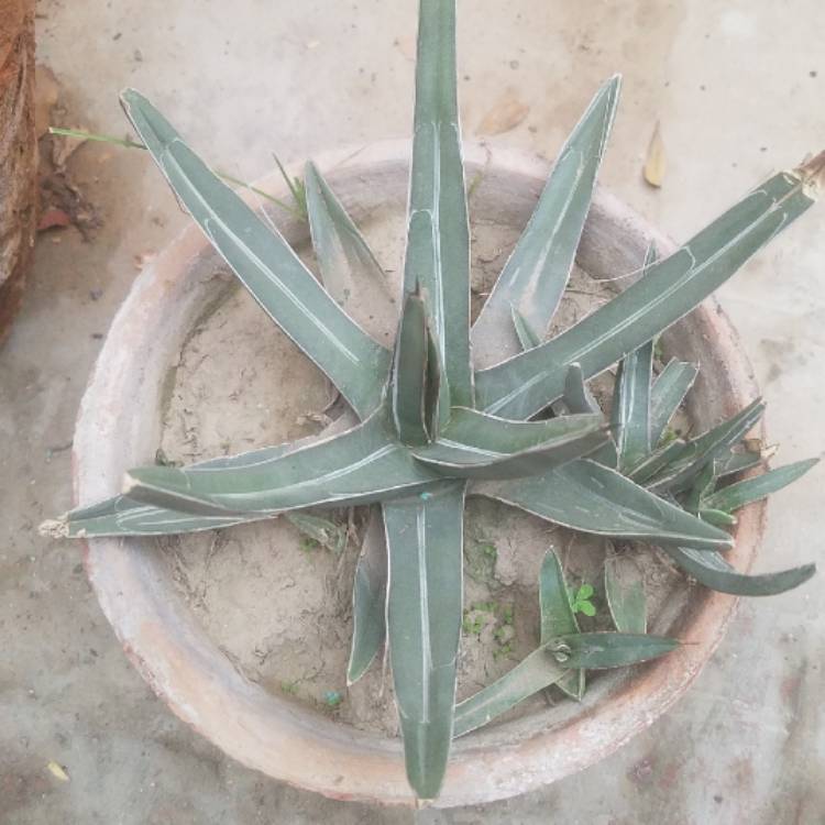 Plant image Agave Ferdinandi-Regis