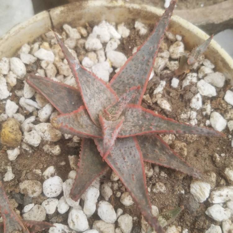 Plant image Aloe Hybrid 'Pike'