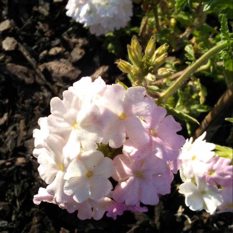 Plant image Verbena 'Aztec Pink Magic'