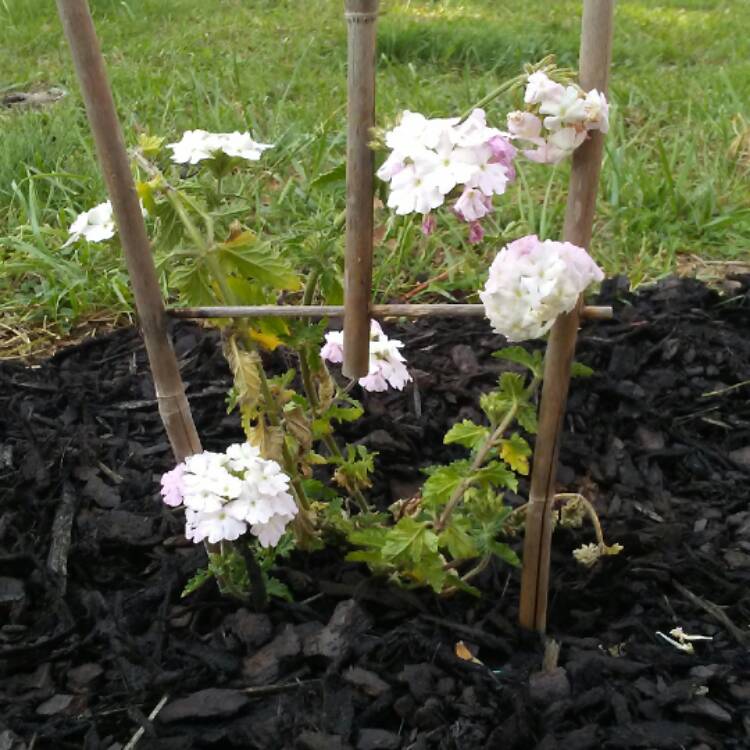 Plant image Verbena 'Aztec Pink Magic'