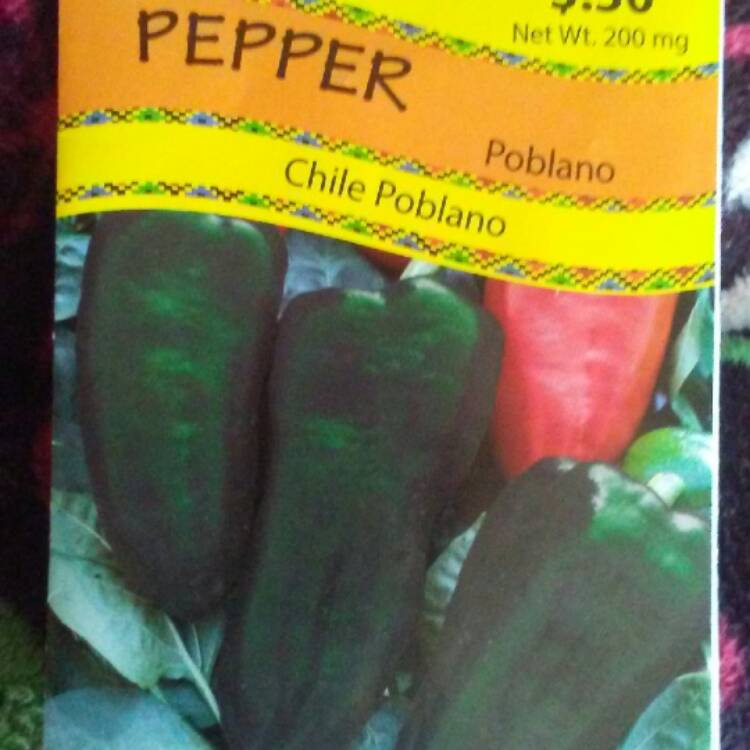 Plant image Capsicum Annuum 'Poblano'