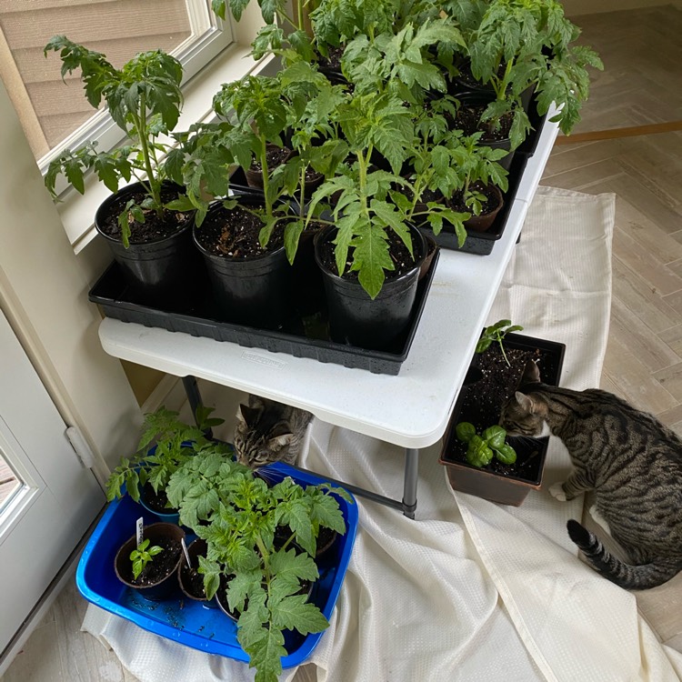 Plant image Solanum lycopersicum 'Pomodora Roma Nano'