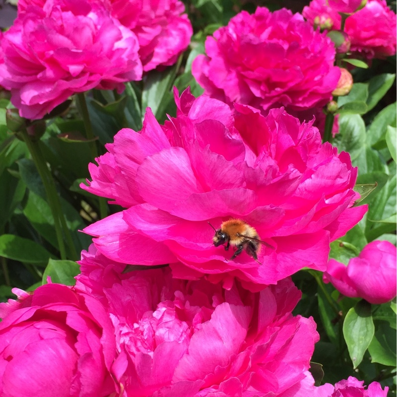 Paeonia officinalis 'Rubra Plena'