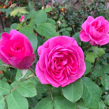 Rose 'Gertrude Jekyll' (Shrub)