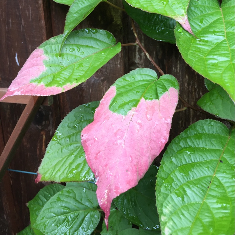 Plant image Actinidia kolomikta syn. Actinidia maloides