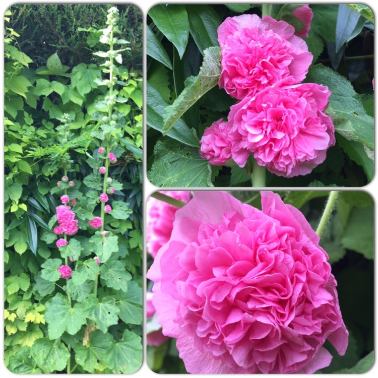 Plant image Alcea rosea 'Chater's Double Group Rose Pink'