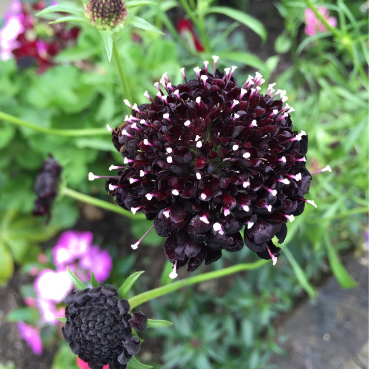 Plant image Scabiosa atropurpurea 'Black Knight'