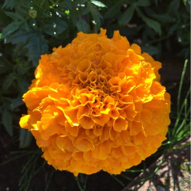 Tagetes erecta