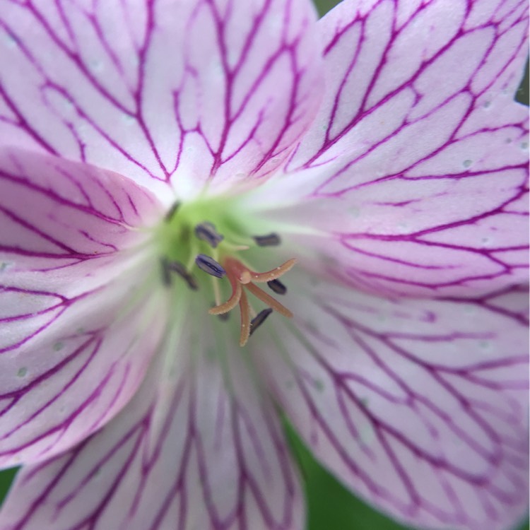 Plant image Geranium versicolor