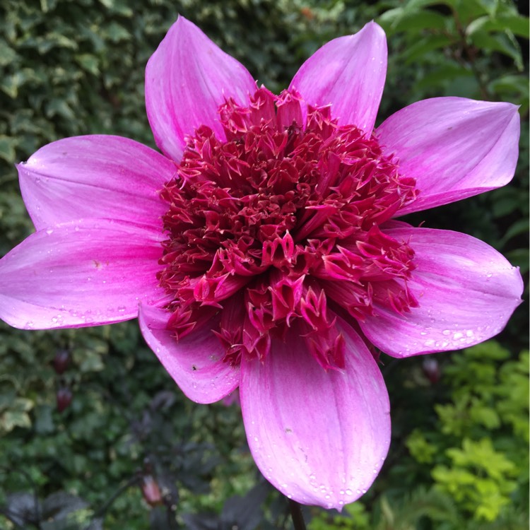 Plant image Dahlia 'Bayou' syn. Dahlia 'Blue Bayou'