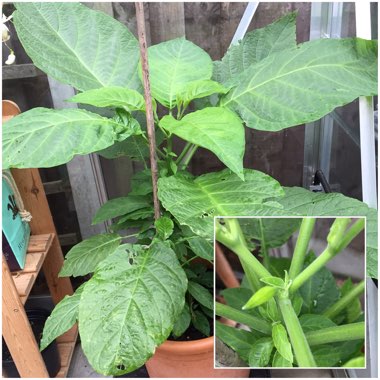 Brugmansia 'Lemon Meringue'