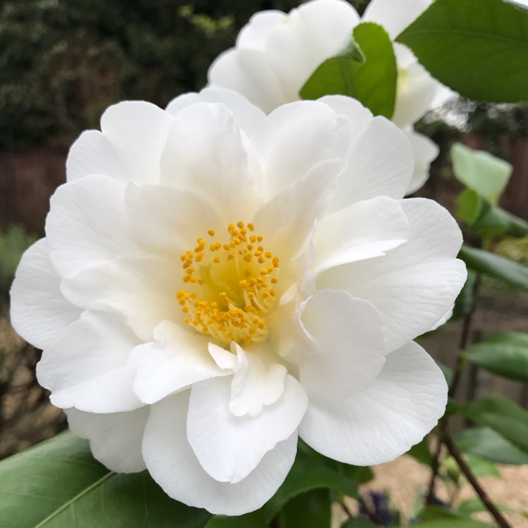 Plant image Camellia japonica 'Silver Anniversary'