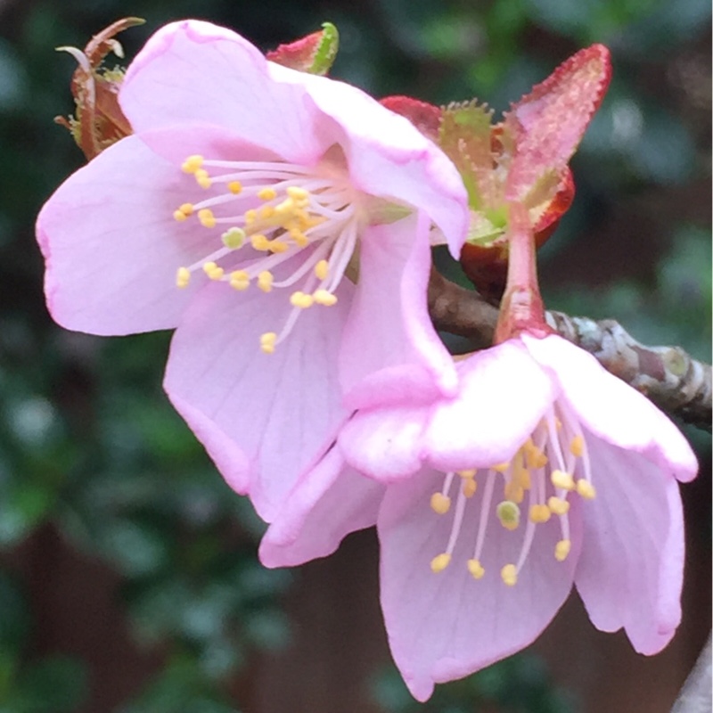 Plant image Prunus x blireana