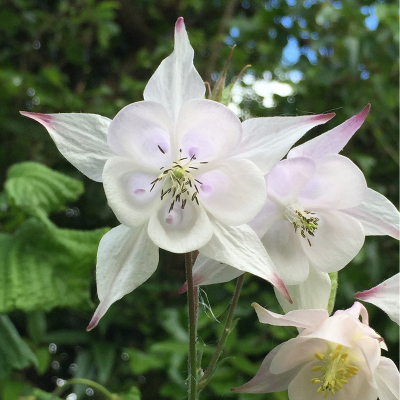 Plant image Aquilegia