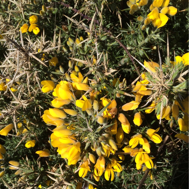 Ulex Europaeus