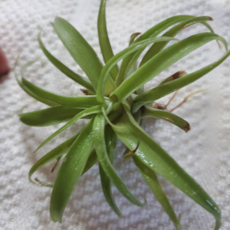 Plant image Tillandsia ionantha var. ionantha