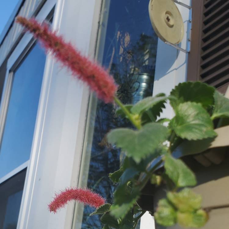 Plant image Acalypha hispida