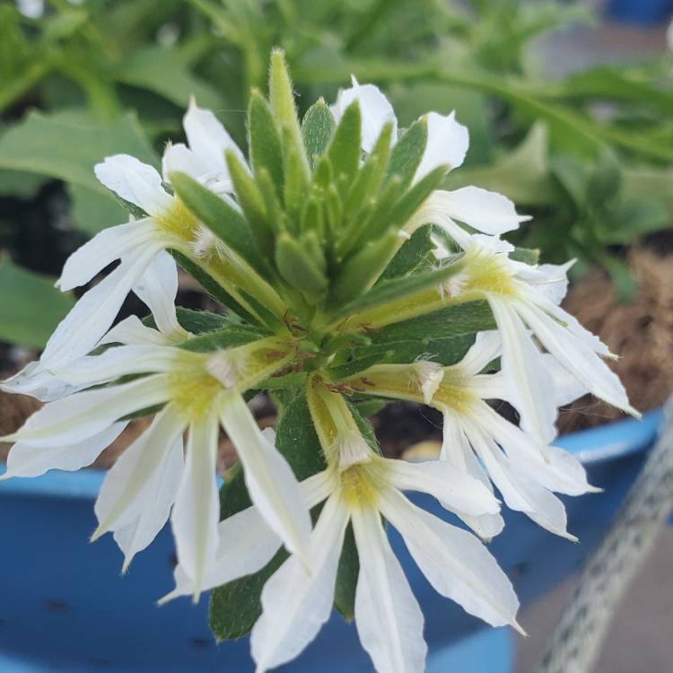 Plant image Scaevola aemula 'Whirlwind White'