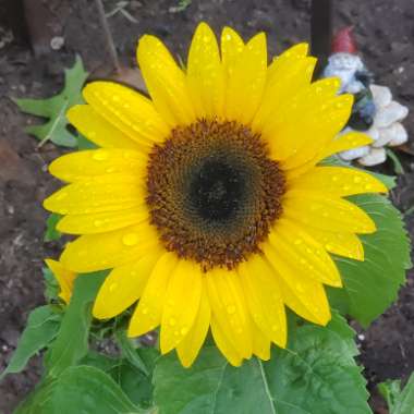 Helianthus annuus