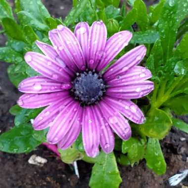 Osteospermum