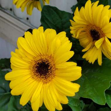 Gerbera 'Garvinea'