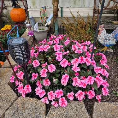 Impatiens Sunpatiens Purple 