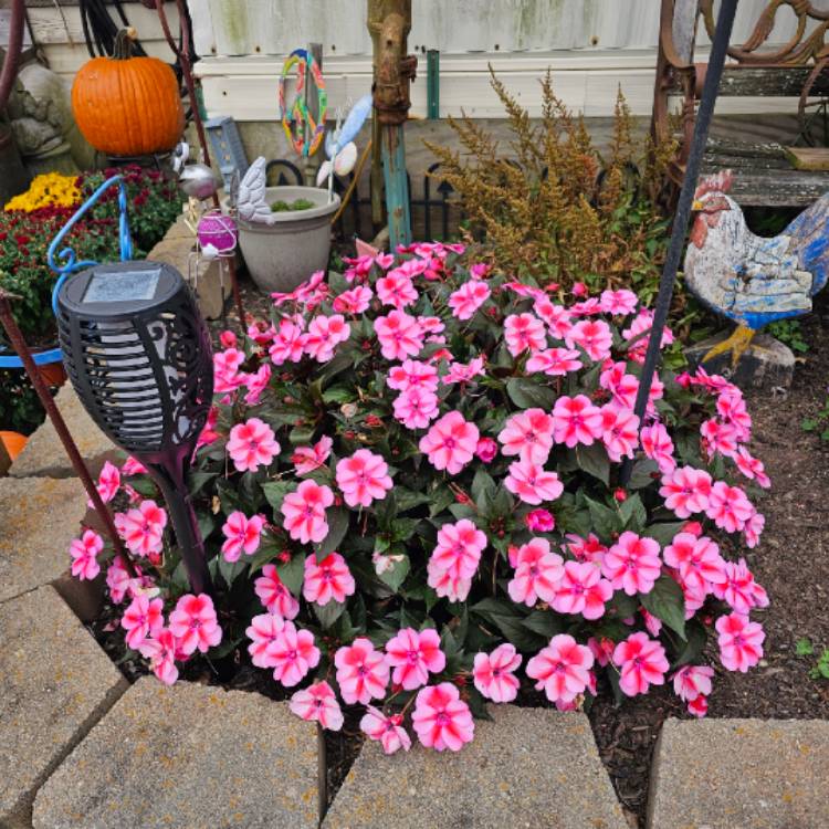 Plant image Impatiens Sunpatiens Purple 