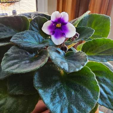 Streptocarpus sect. Saintpaulia  syn. Saintpaulia