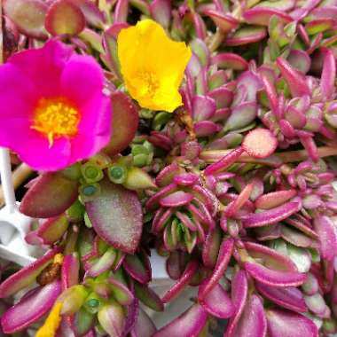 Portulaca oleracea 'Sun Jewels'