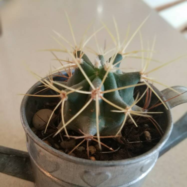 Plant image Ferocactus Lindsayi