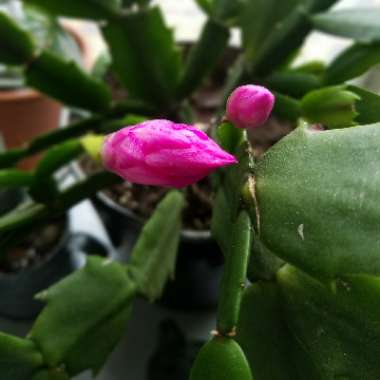 Schlumbergera truncata