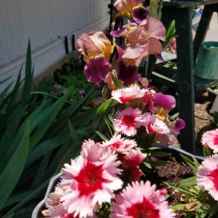 Plant image Dianthus diantica 'Strawberry Cream'