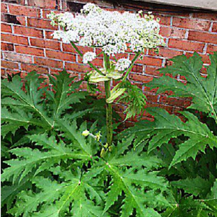 Plant image Heracleum mantegazzianum