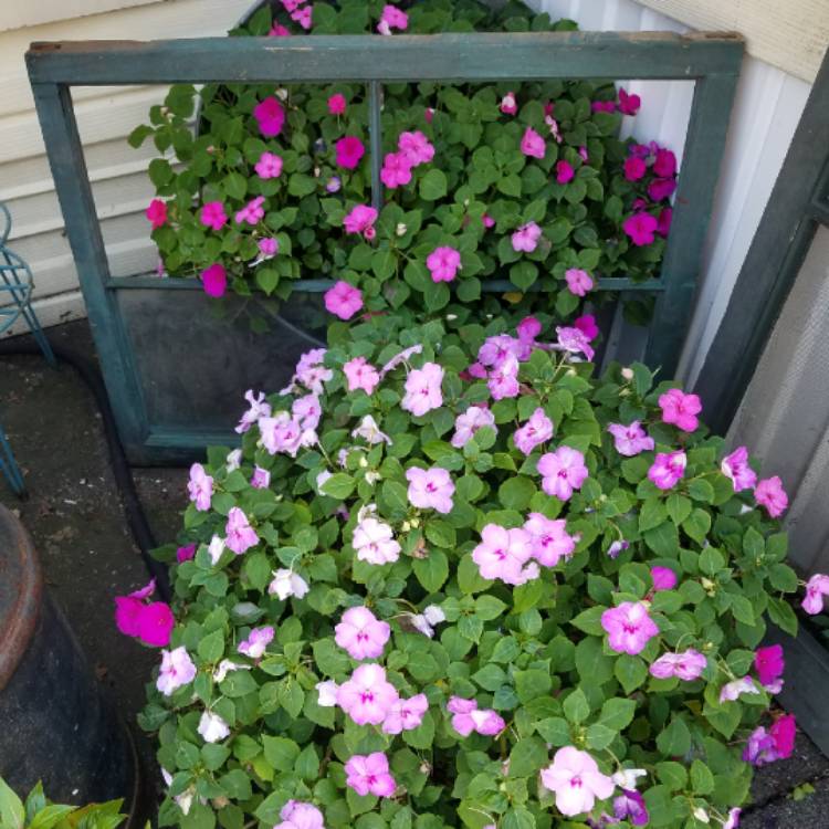 Plant image Impatiens walleriana 'Dezire Pink'