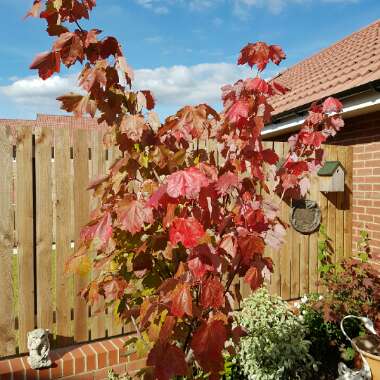 Red Maple Tree